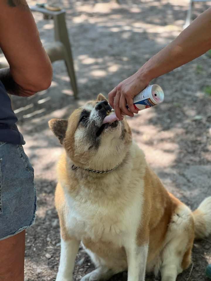 Tilly, a Adoptable Akita in Toms River, NJ image 5/14