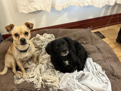 Enlarge Edward, a Adoptable mixed breed in Chicago, IL image 1/3