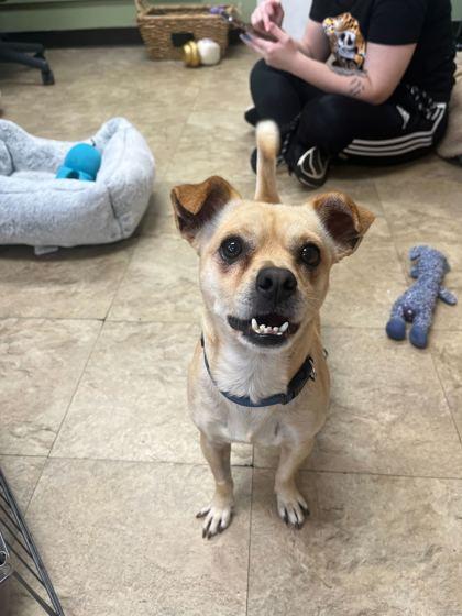 Enlarge Edward, a Adoptable mixed breed in Chicago, IL image 2/3