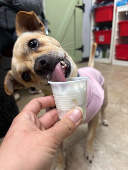 Enlarge Edward, a Adoptable mixed breed in Chicago, IL image 3/3