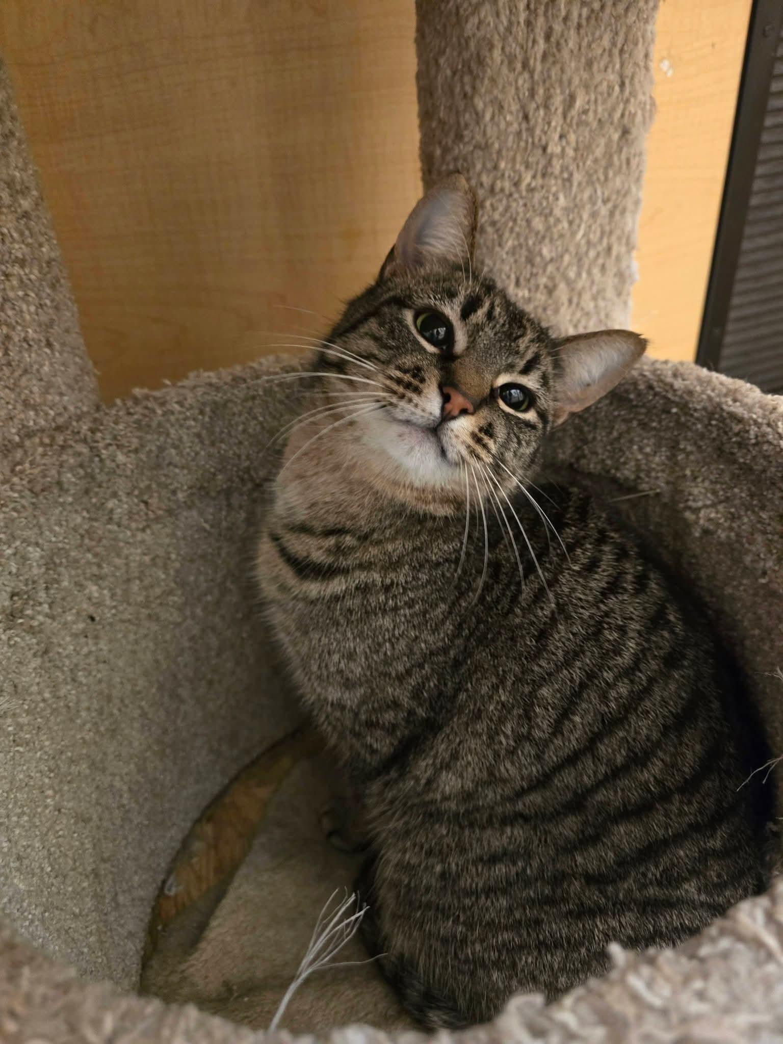 Shadow - At Petsmart, ADOPTABLE, Young Female Domestic Short Hair.