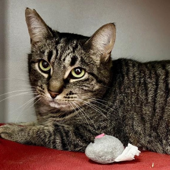 Shadow, ADOPTABLE, Adult Female Domestic Short Hair.