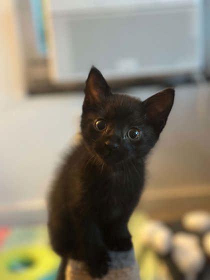 Enlarge Percy, a Adopted mixed breed in Edmond, OK image 1/2