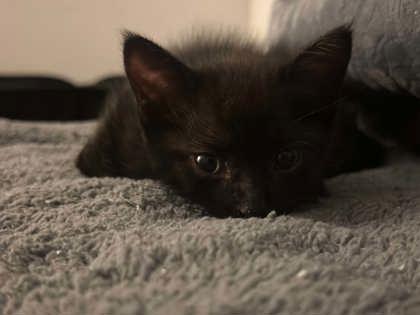 Enlarge Percy, a Adopted mixed breed in Edmond, OK image 2/2