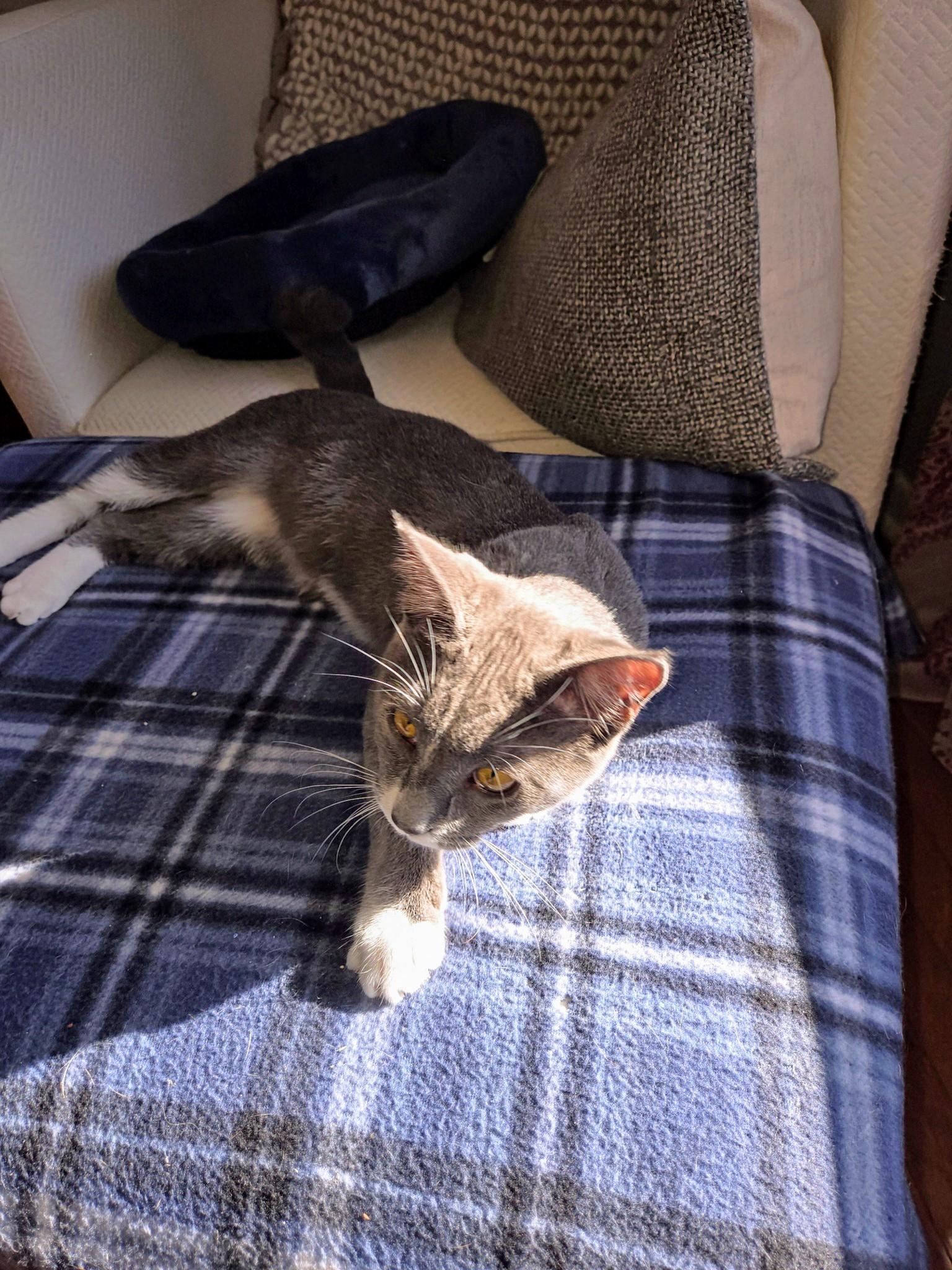 Enlarge Gumby Oban, an adoptable Domestic Short Hair in Waynesboro, VA image 4/4