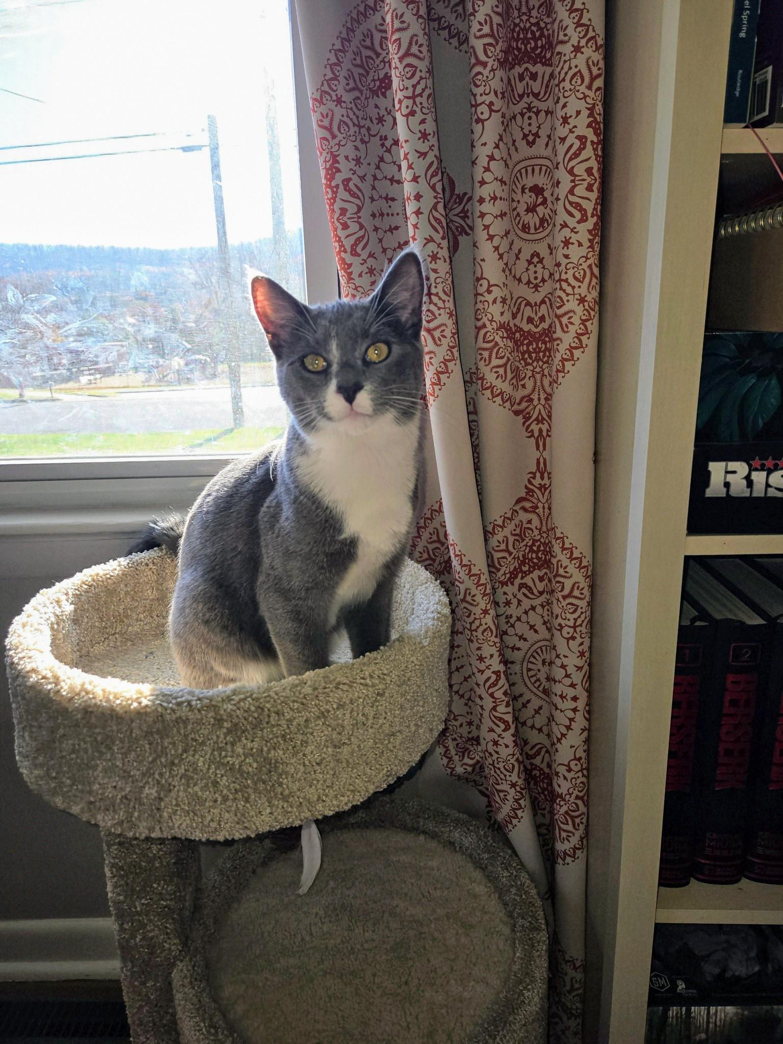 Gumby Oban, adoptable, Young Male Domestic Short Hair.