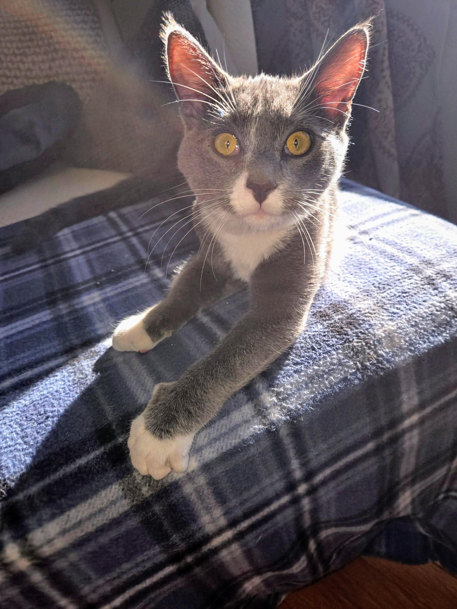 Enlarge Gumby Oban, an adoptable Domestic Short Hair in Waynesboro, VA image 3/4