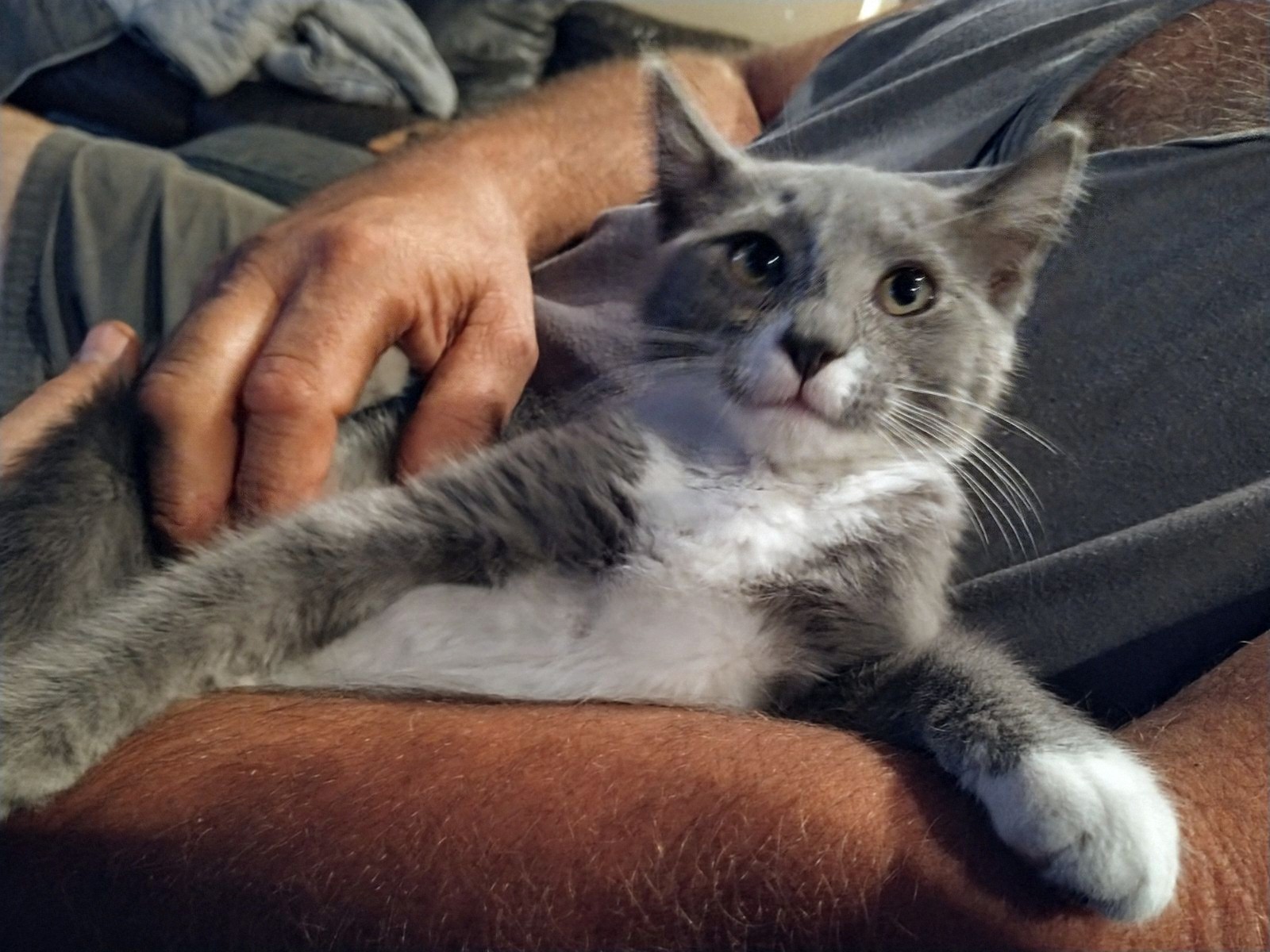 Enlarge Gumby Oban, an adoptable Domestic Short Hair in Waynesboro, VA image 2/4