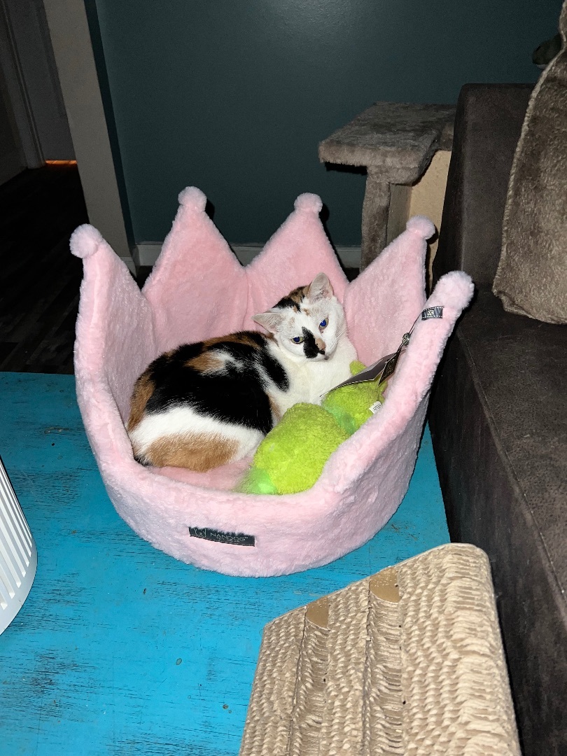 Cali, an adoptable Calico in Mount Croghan, SC_image-1