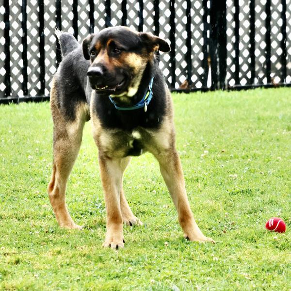 Barnaby, Adoptable, Adult Male German Shepherd Dog & Rottweiler.
