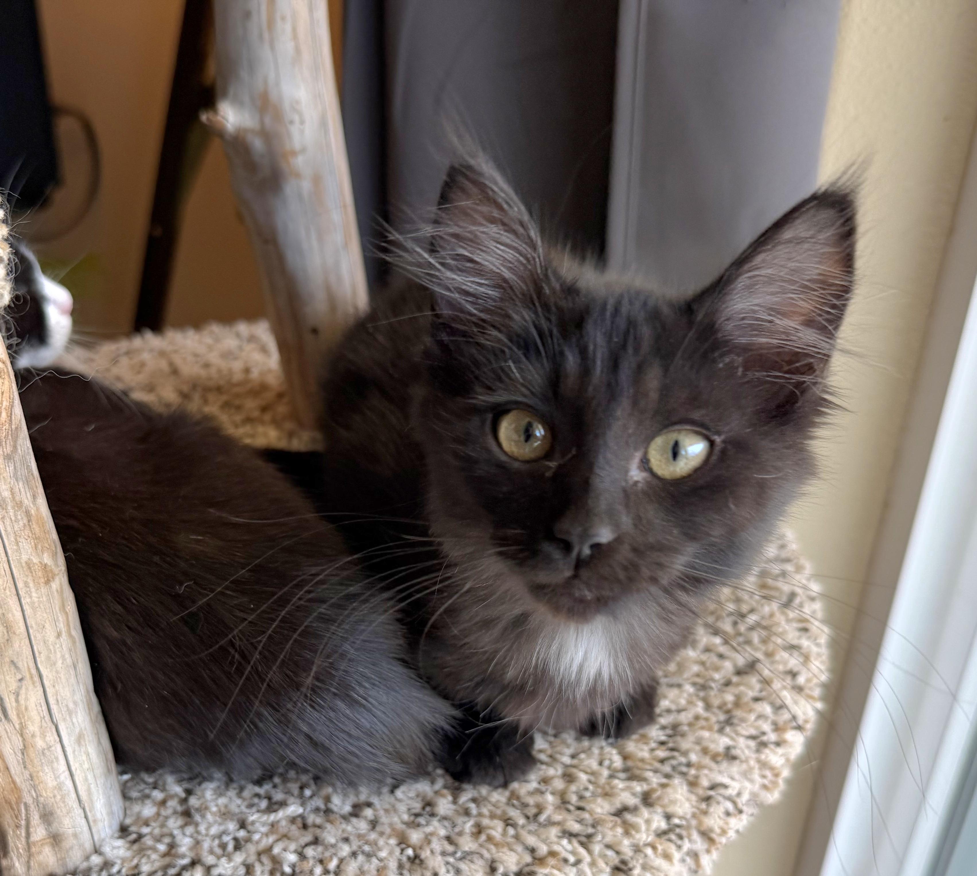 Brownie, Adopted, Kitten Female Domestic Medium Hair.