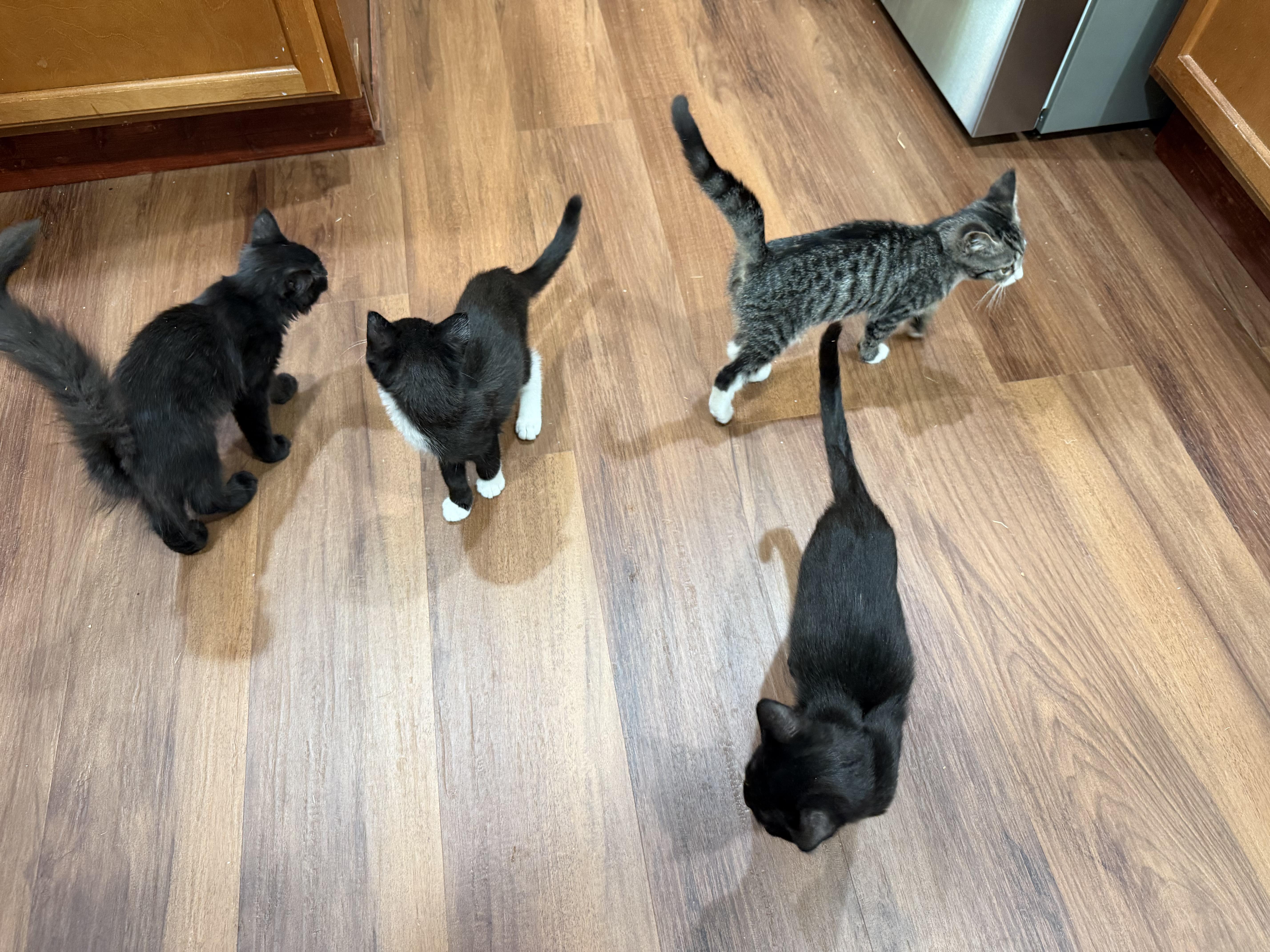 Enlarge Brownie, a Adopted Domestic Medium Hair in Springfield, OR image 2/5