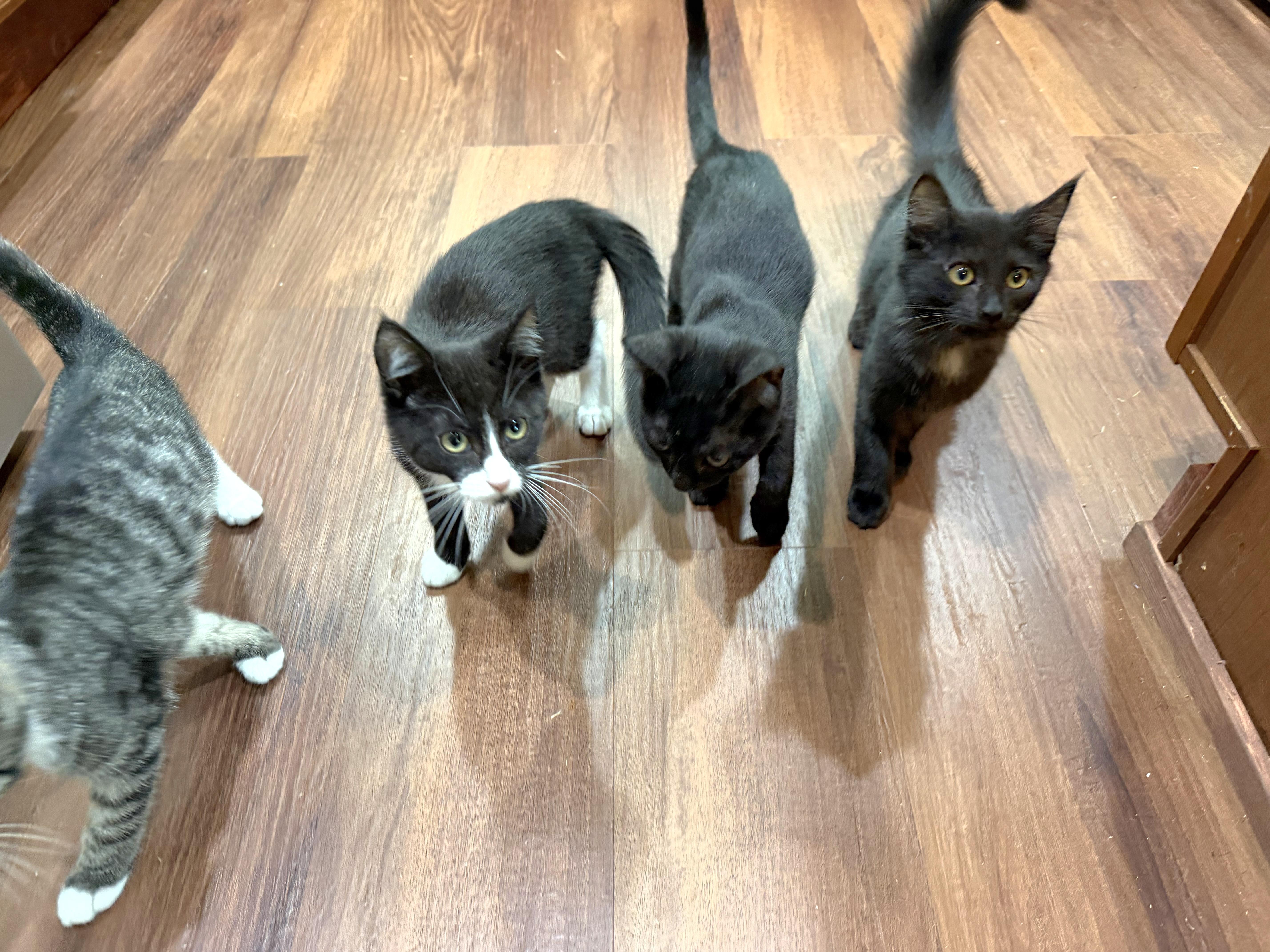 Enlarge Brownie, a Adopted Domestic Medium Hair in Springfield, OR image 4/5