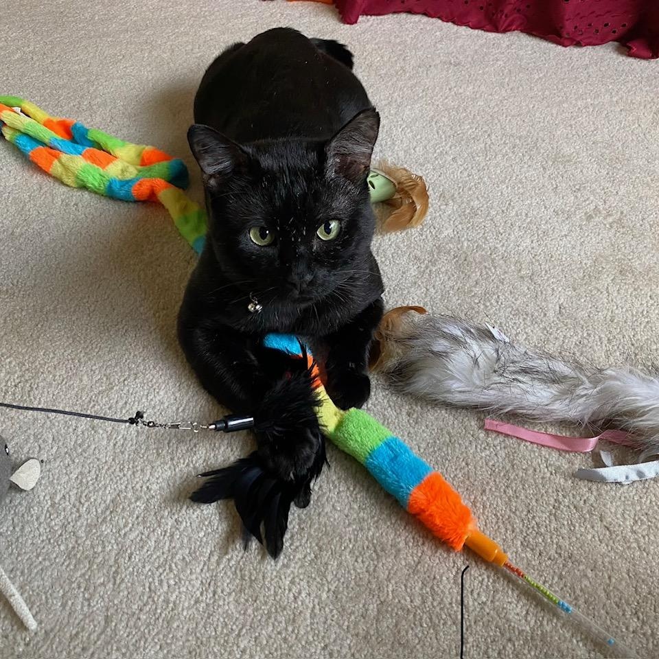 0nyx, ADOPTABLE, Adult Male American Shorthair.
