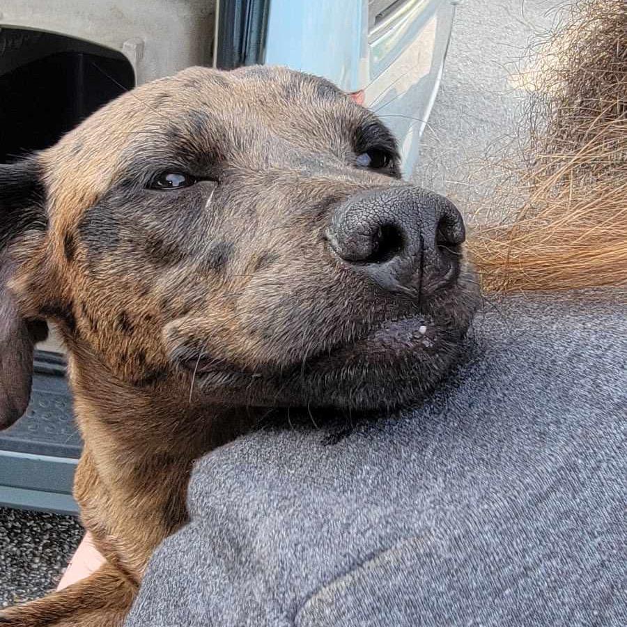 Spots, Adoptable, Adult Female Mixed Breed.