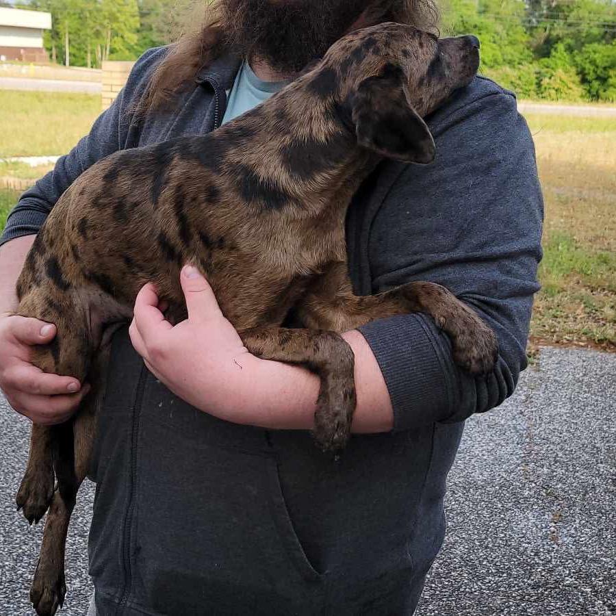 Enlarge Spots, a Adoptable Mixed Breed in Eufaula, AL image 2/2