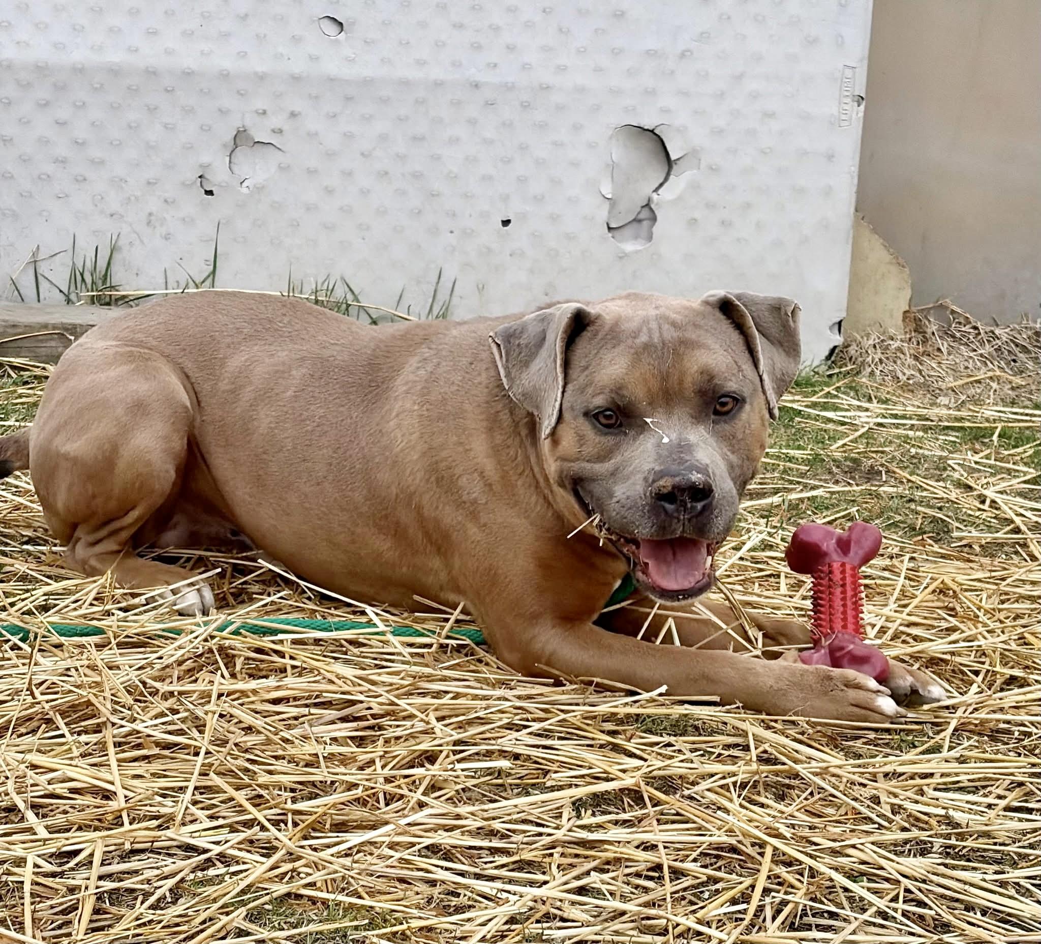 Enlarge General Tso, a ADOPTABLE Pit Bull Terrier in Chicago, IL image 3/5