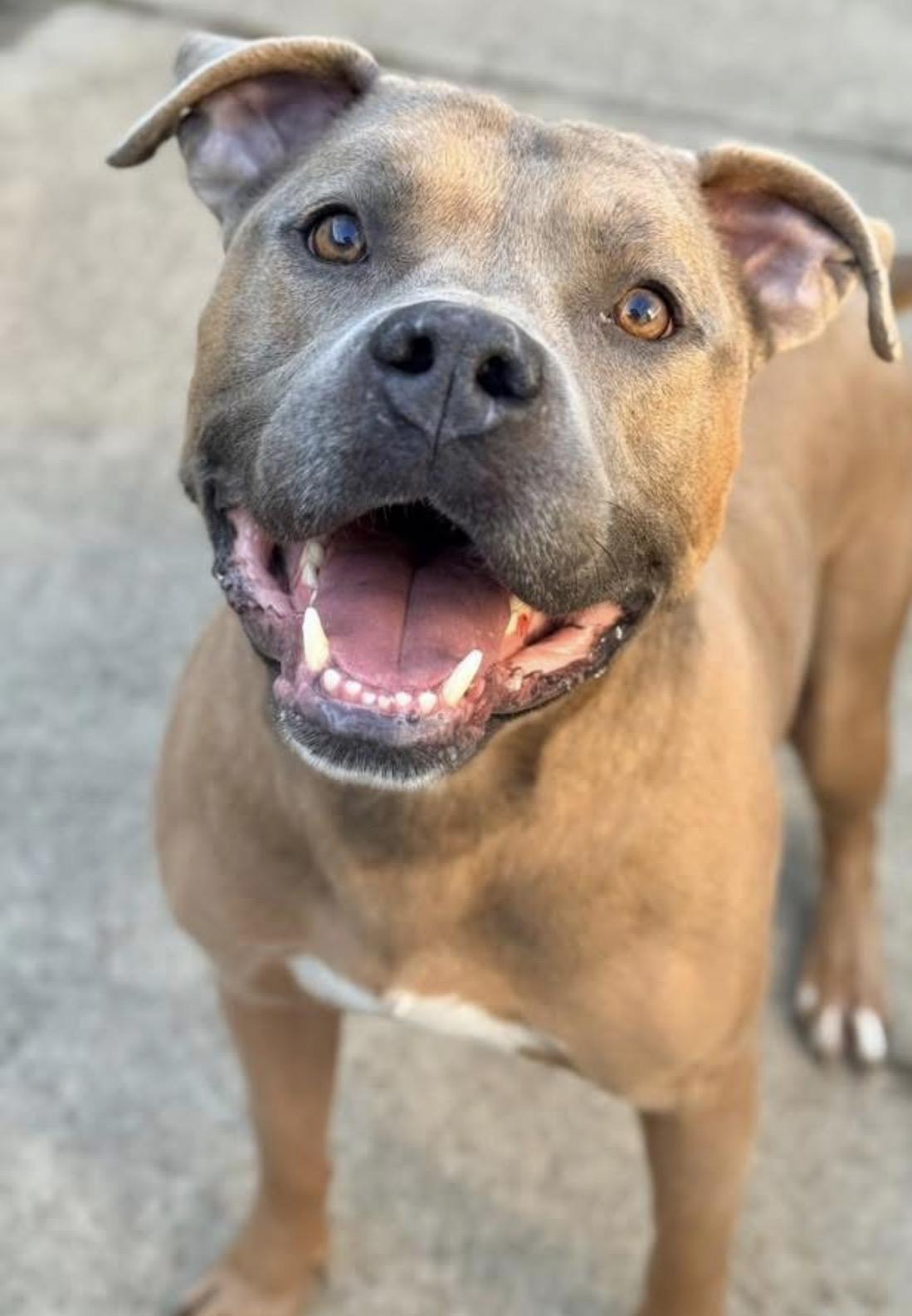 General Tso, ADOPTABLE, Adult Male Pit Bull Terrier.