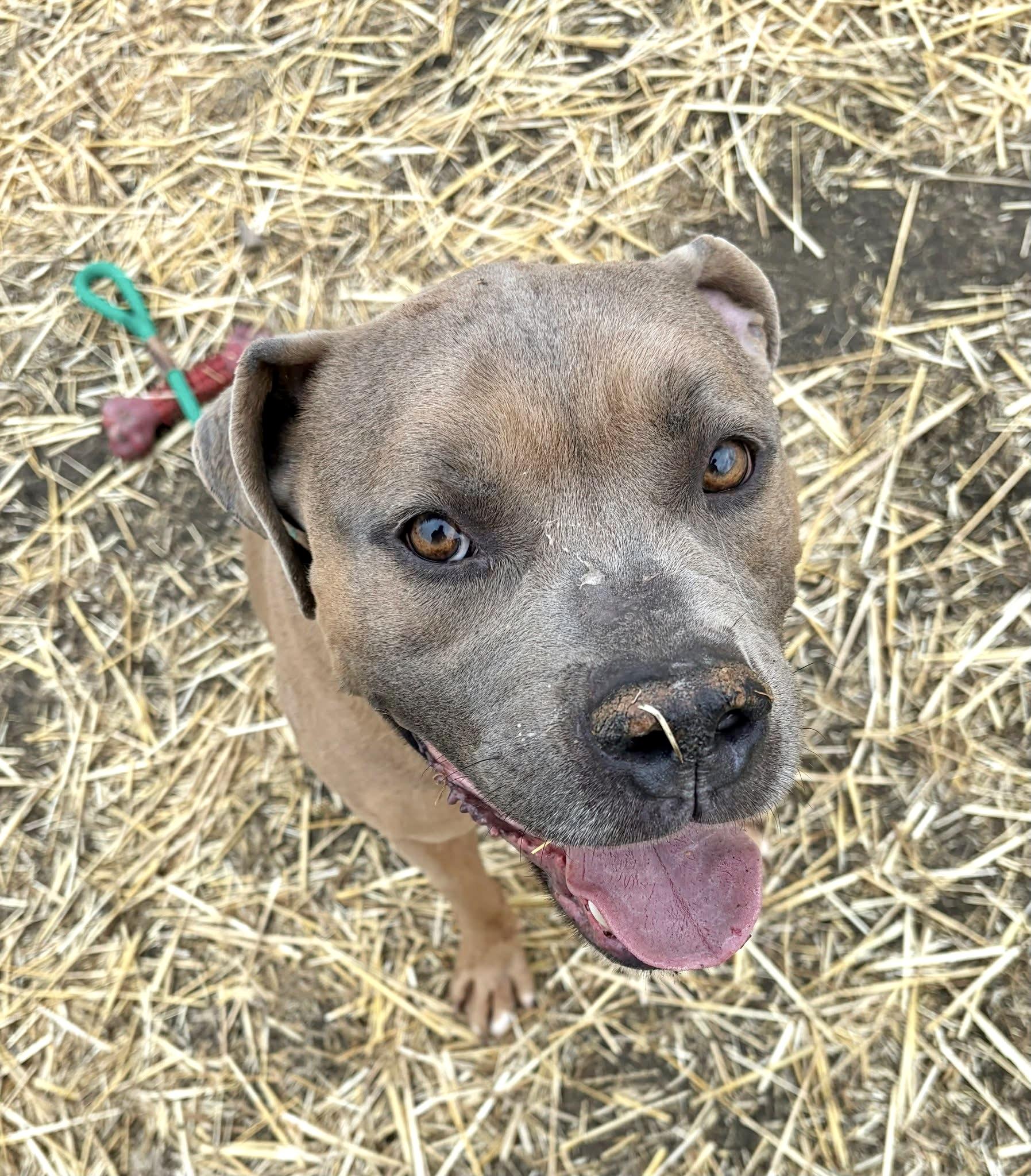 Enlarge General Tso, a ADOPTABLE Pit Bull Terrier in Chicago, IL image 2/5