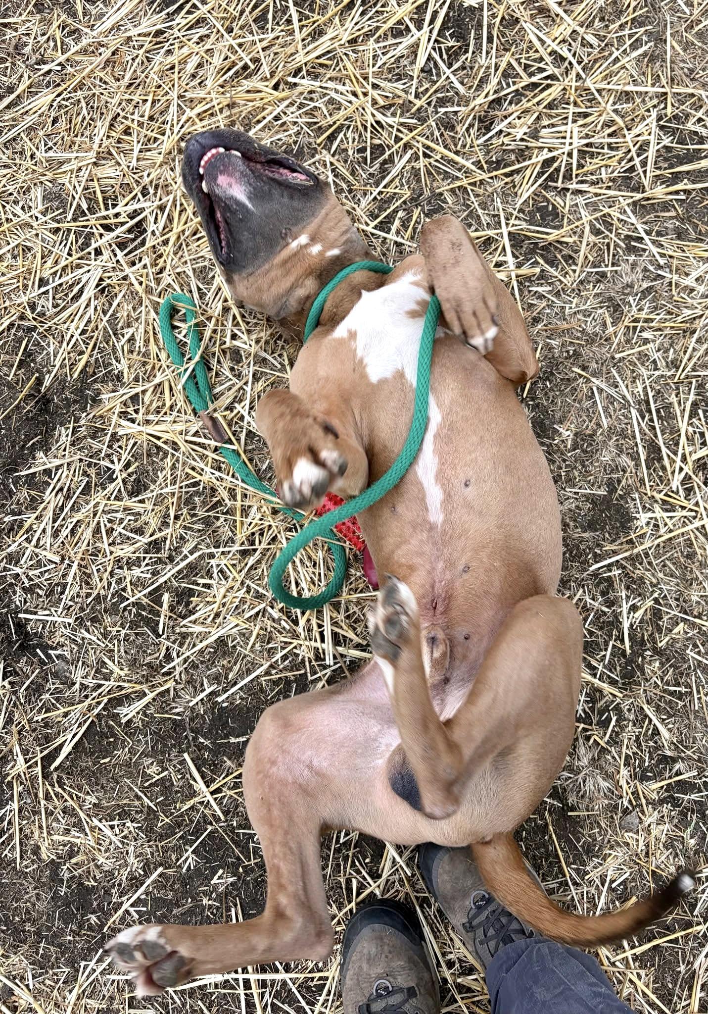Enlarge General Tso, a ADOPTABLE Pit Bull Terrier in Chicago, IL image 4/5