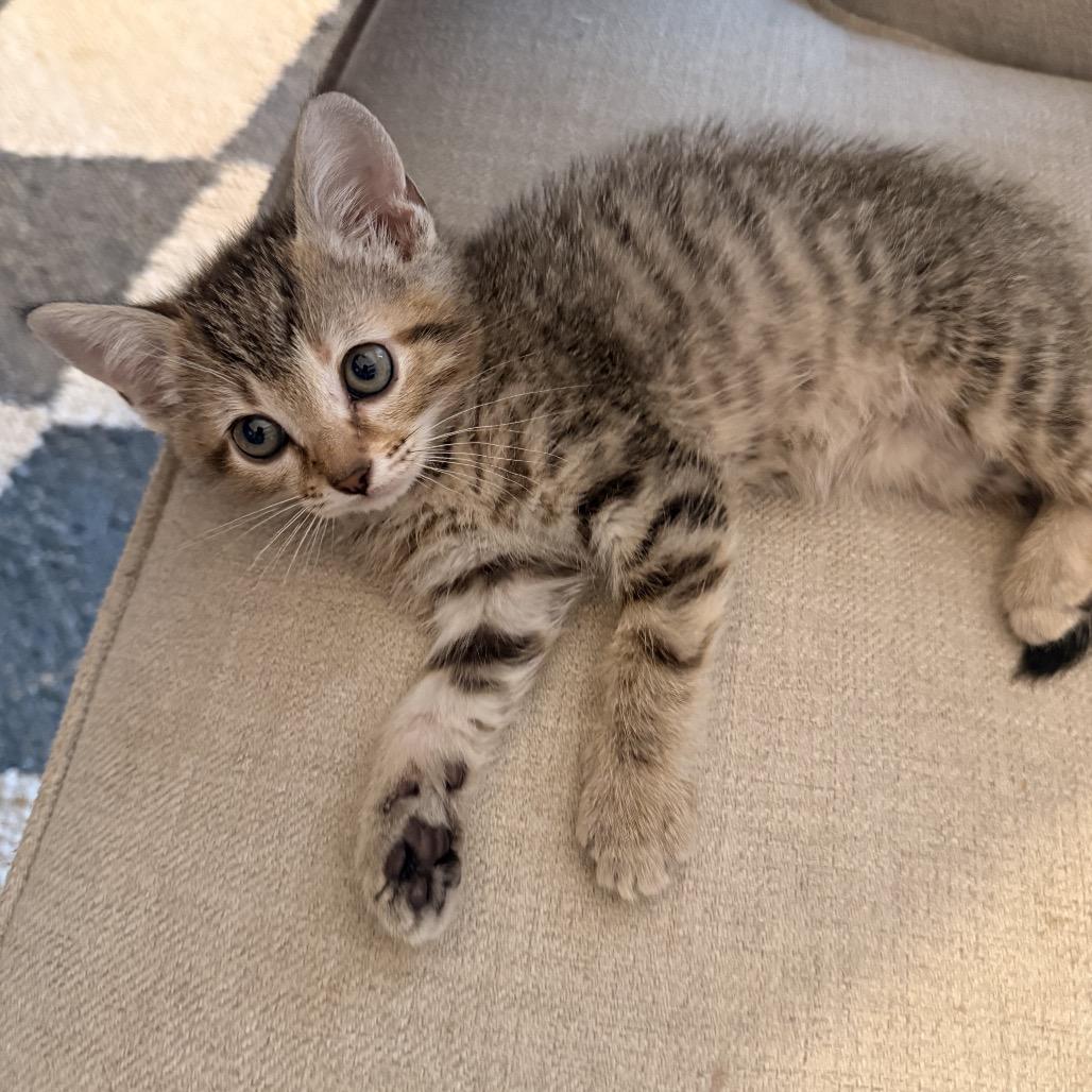 Enlarge Dottie, a Adoptable Domestic Short Hair in Missouri City, TX image 1/1