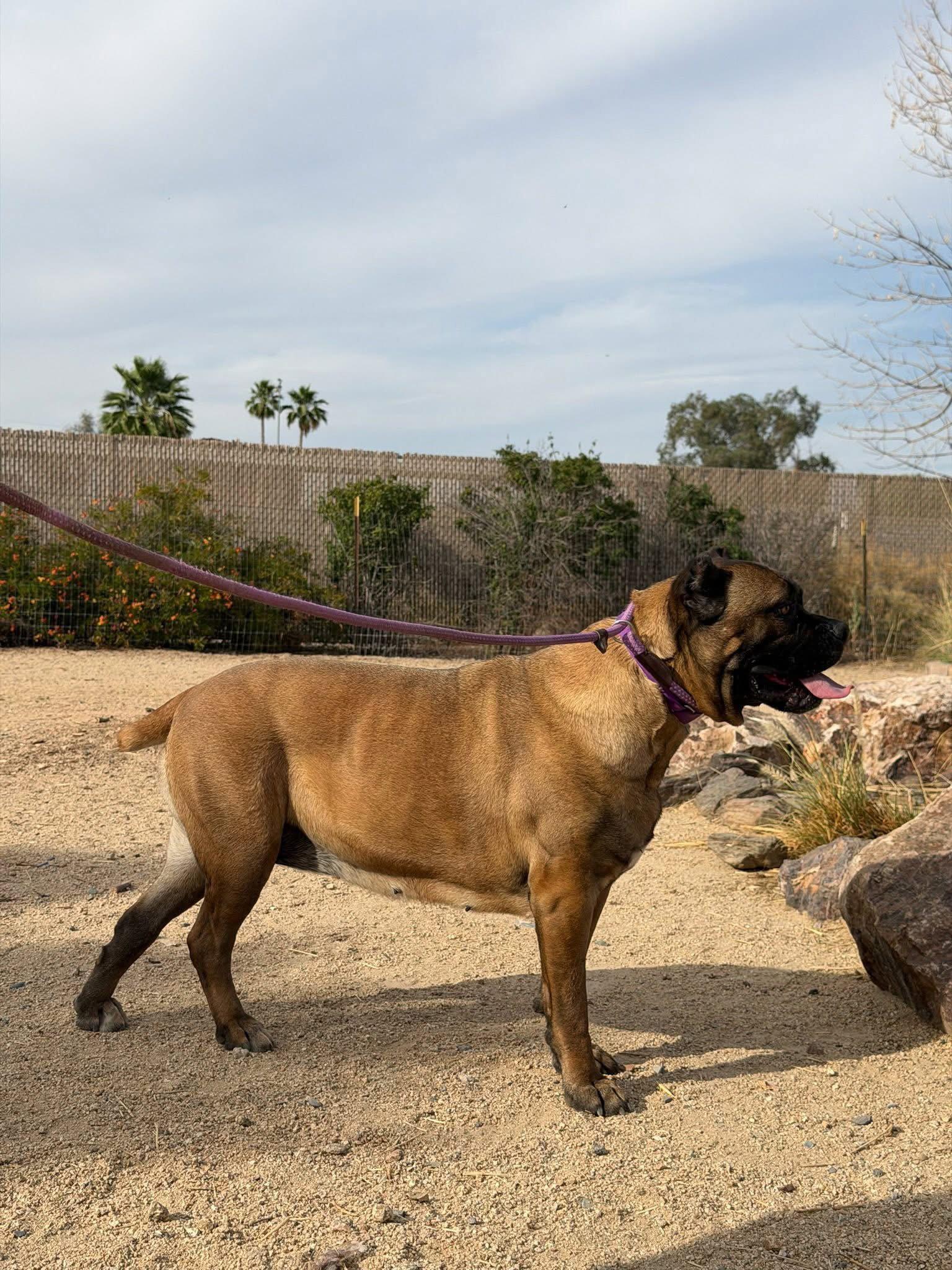 Guccianna, Adoptable, Young Female Cane Corso.
