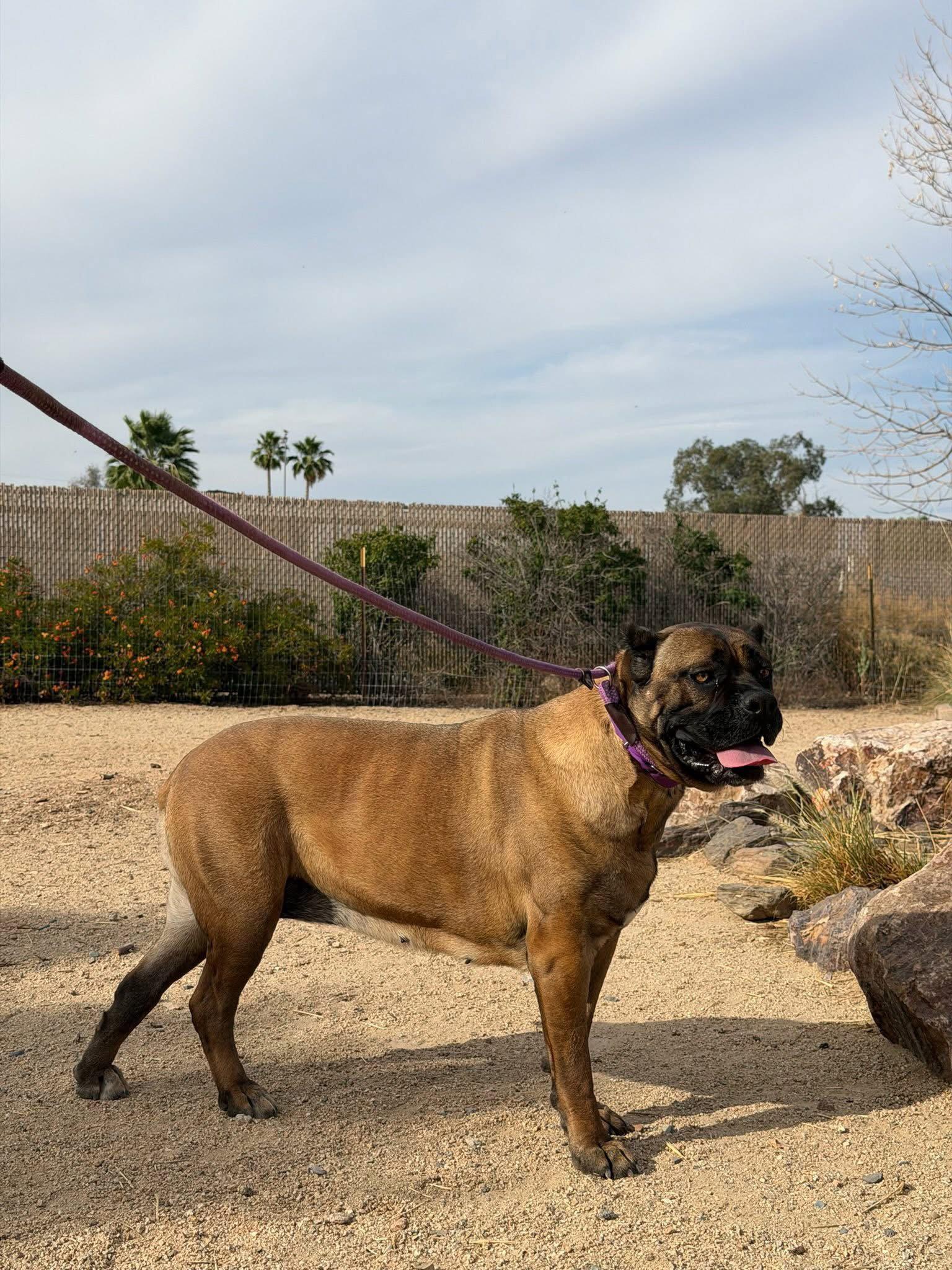Enlarge Guccianna, a Adoptable Cane Corso in Glendale, AZ image 2/3