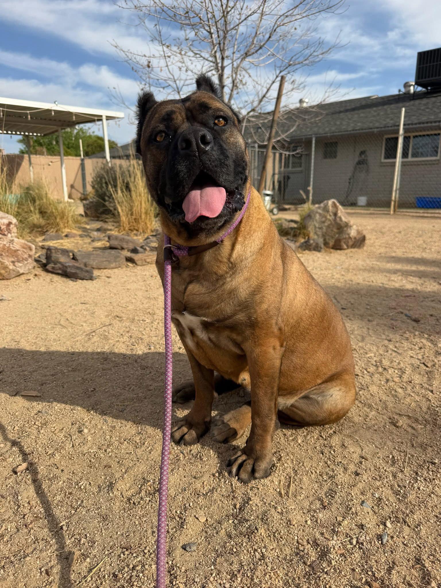 Enlarge Guccianna, a Adoptable Cane Corso in Glendale, AZ image 3/3
