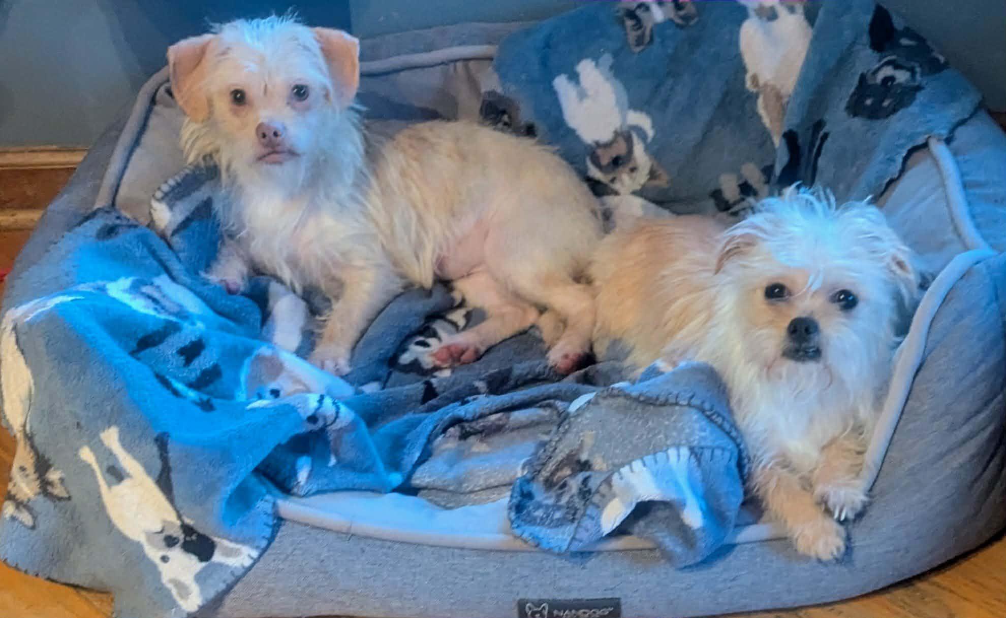 Ella Bug, a ADOPTABLE mixed breed in Yorkville, IL image 5/5