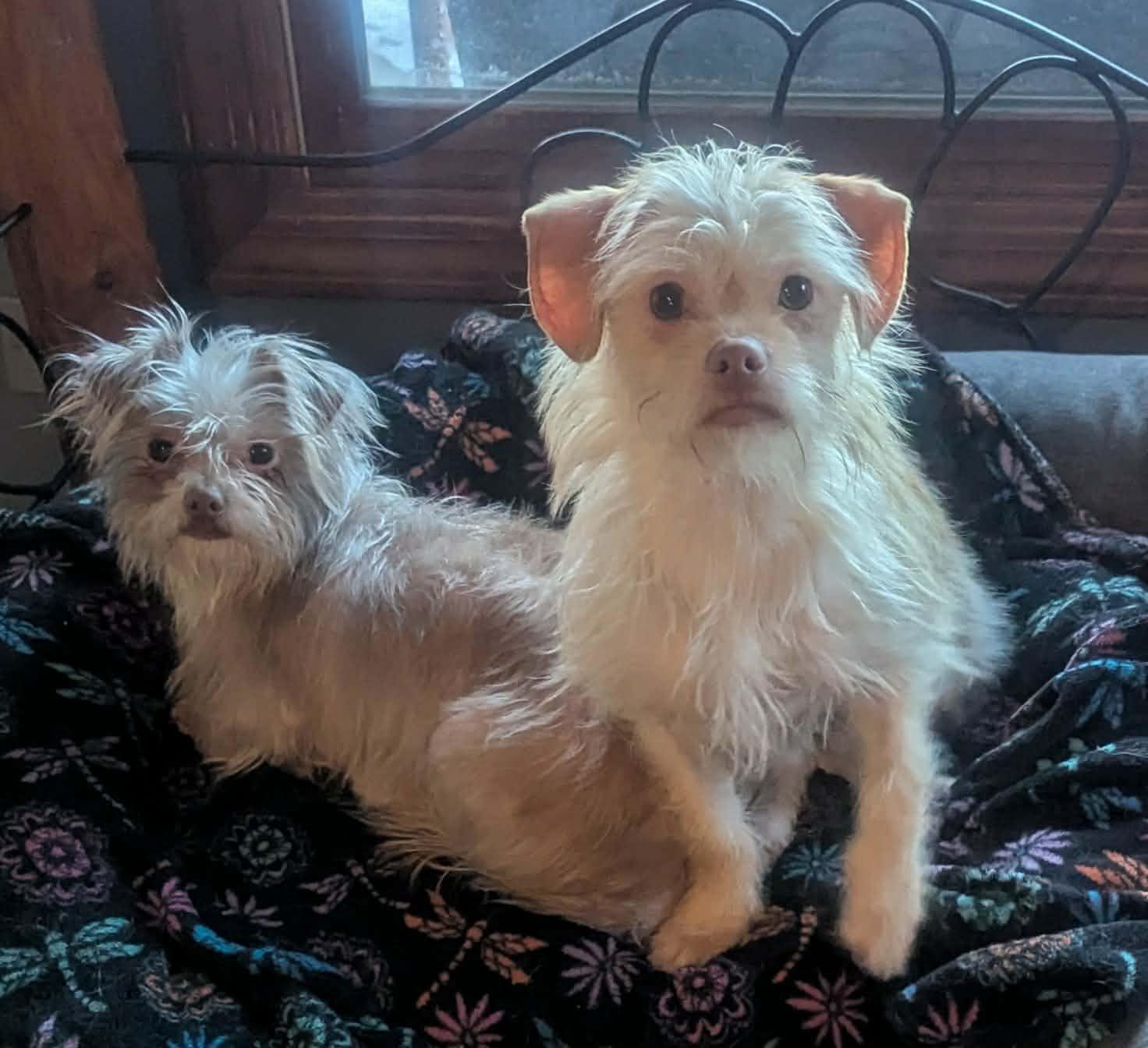 Ella Bug, a ADOPTABLE mixed breed in Yorkville, IL image 1/5