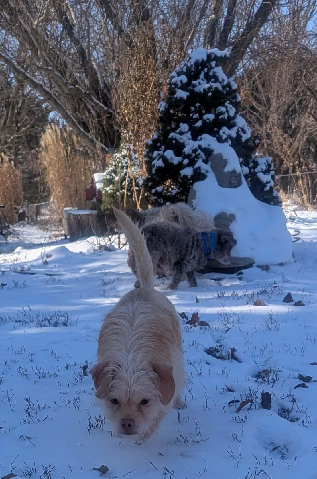 Ella Bug, a ADOPTABLE mixed breed in Yorkville, IL image 4/5