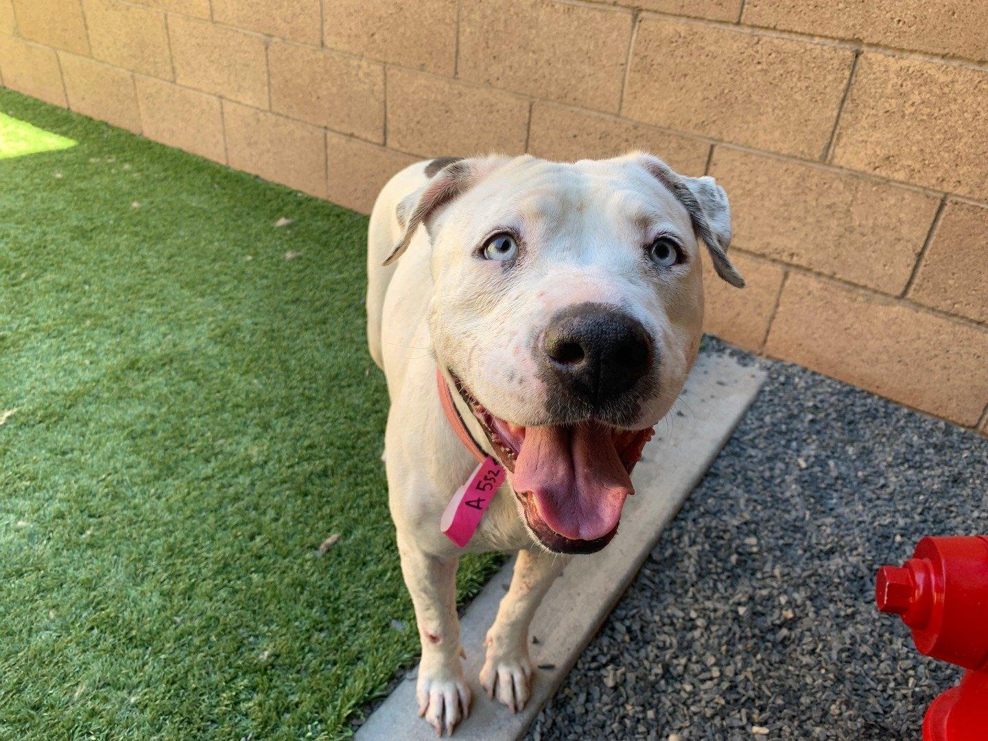 Alandra, Adoptable, Adult Female Pit Bull Terrier.