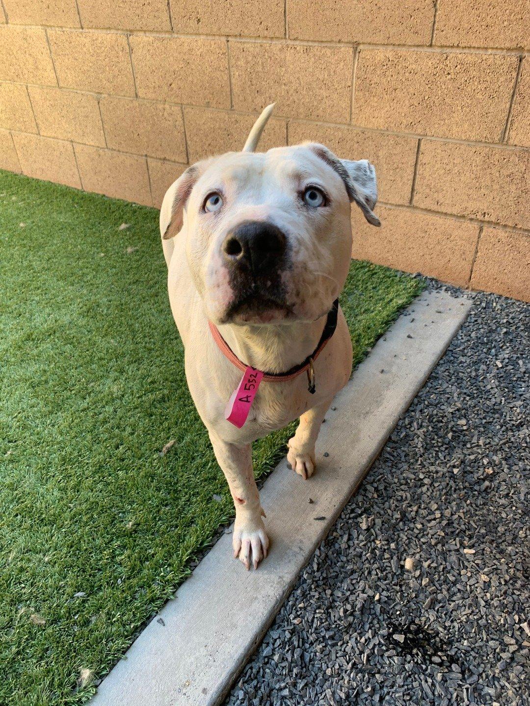 Enlarge Alandra, a Adoptable Pit Bull Terrier in San Diego, CA image 2/2