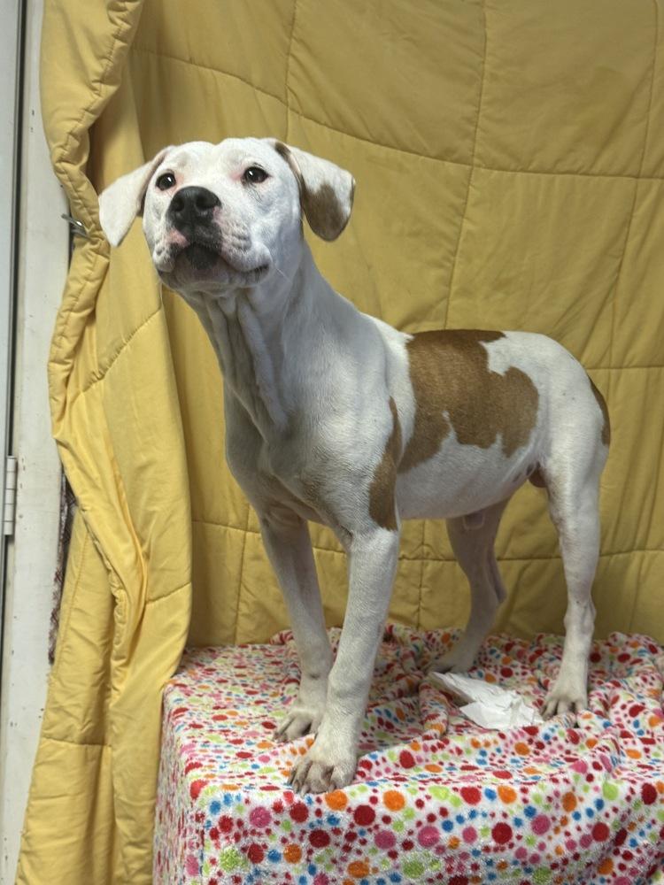 Enlarge Peep, a Adoptable Terrier in Opelousas, LA image 2/3