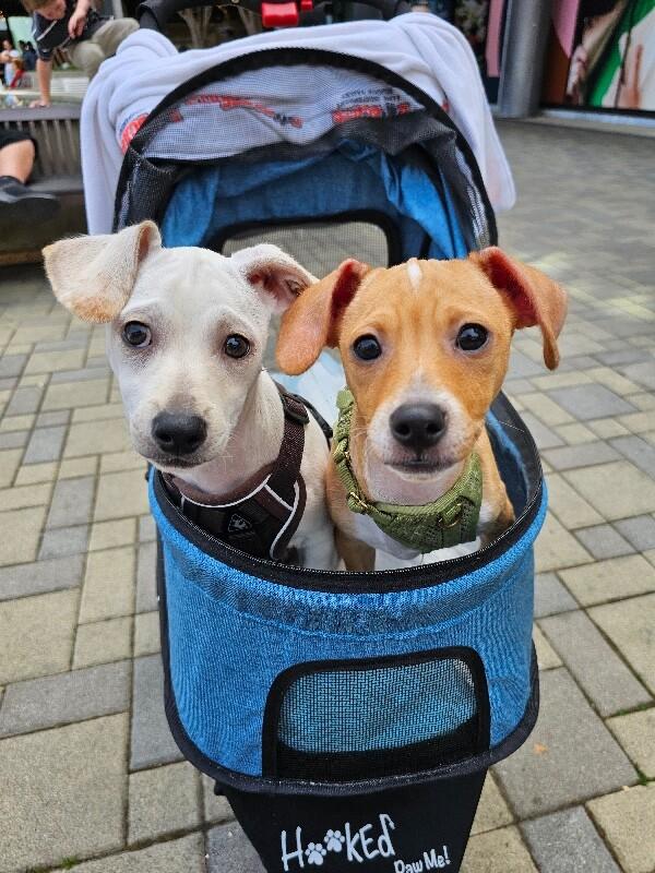 Roo, Adoptable, Puppy Male Chihuahua & Mixed Breed.