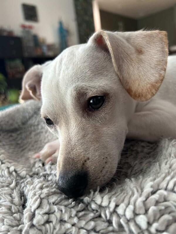 Enlarge Roo, a Adoptable mixed breed in Foster City, CA image 2/6