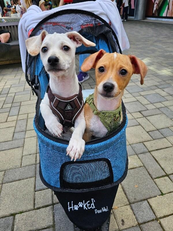 Enlarge Roo, a Adoptable mixed breed in Foster City, CA image 3/6