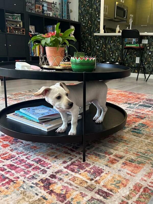 Enlarge Roo, a Adoptable mixed breed in Foster City, CA image 4/6