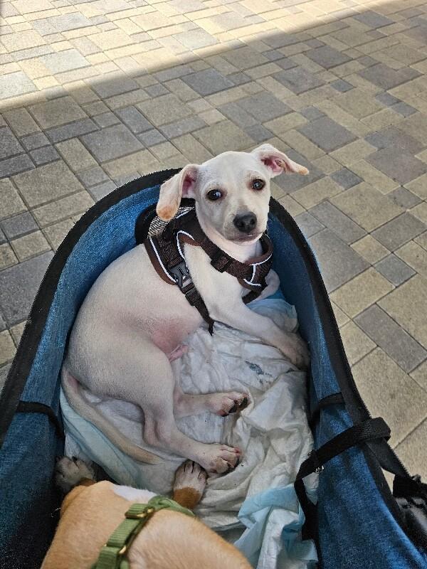 Enlarge Roo, a Adoptable mixed breed in Foster City, CA image 5/6