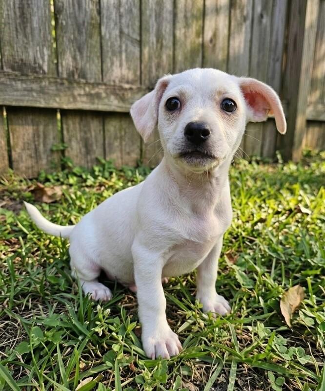 Enlarge Roo, a Adoptable mixed breed in Foster City, CA image 6/6