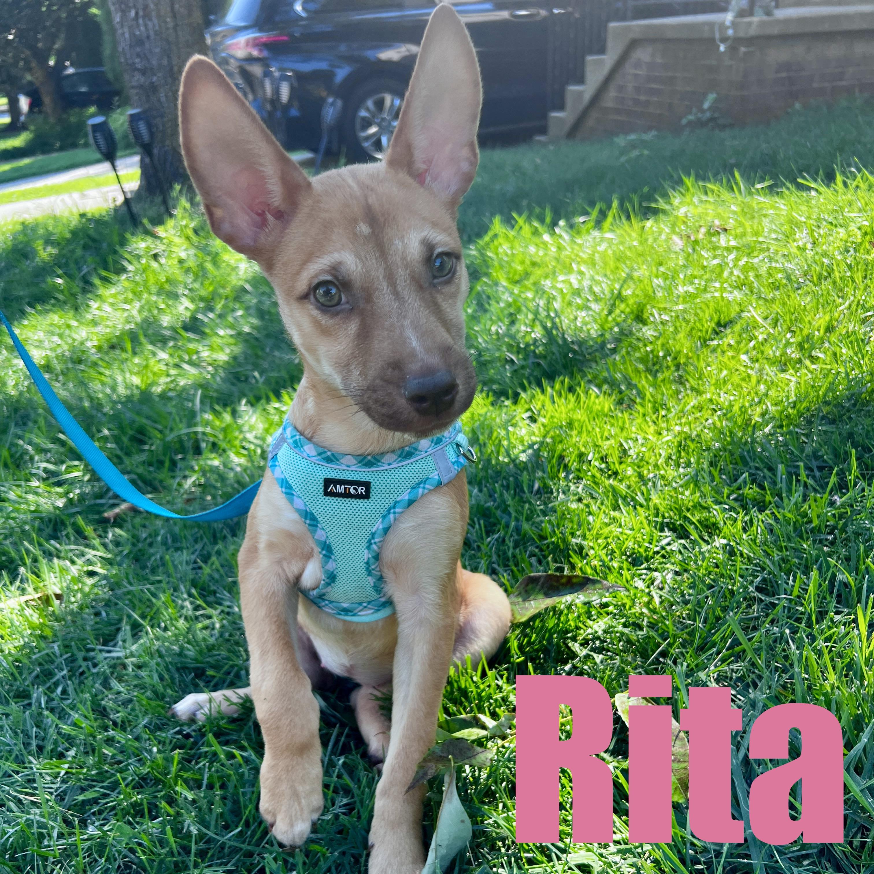 Rita