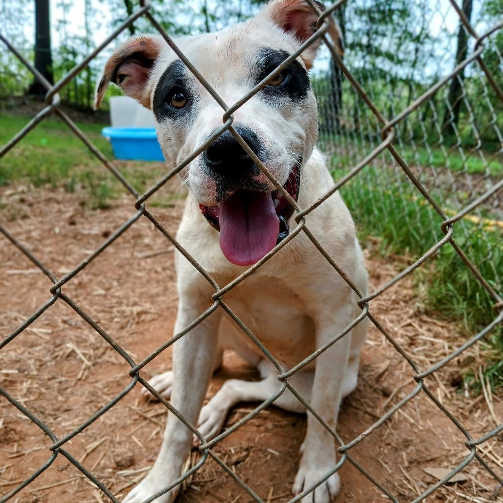 LeBonnie, a Adoptable Mixed Breed in Valley, AL image 1/6