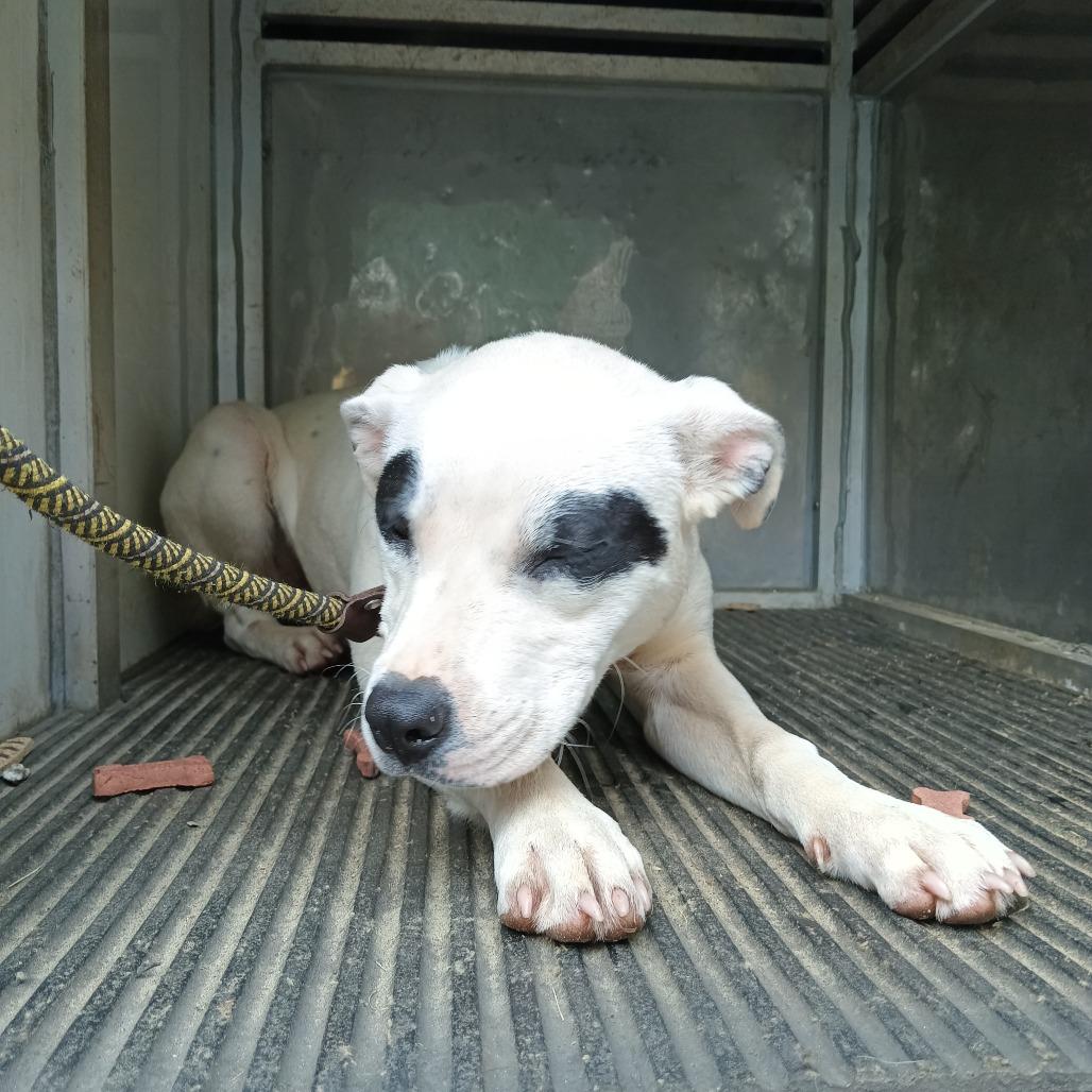 LeBonnie, Adoptable, Young Female Mixed Breed.