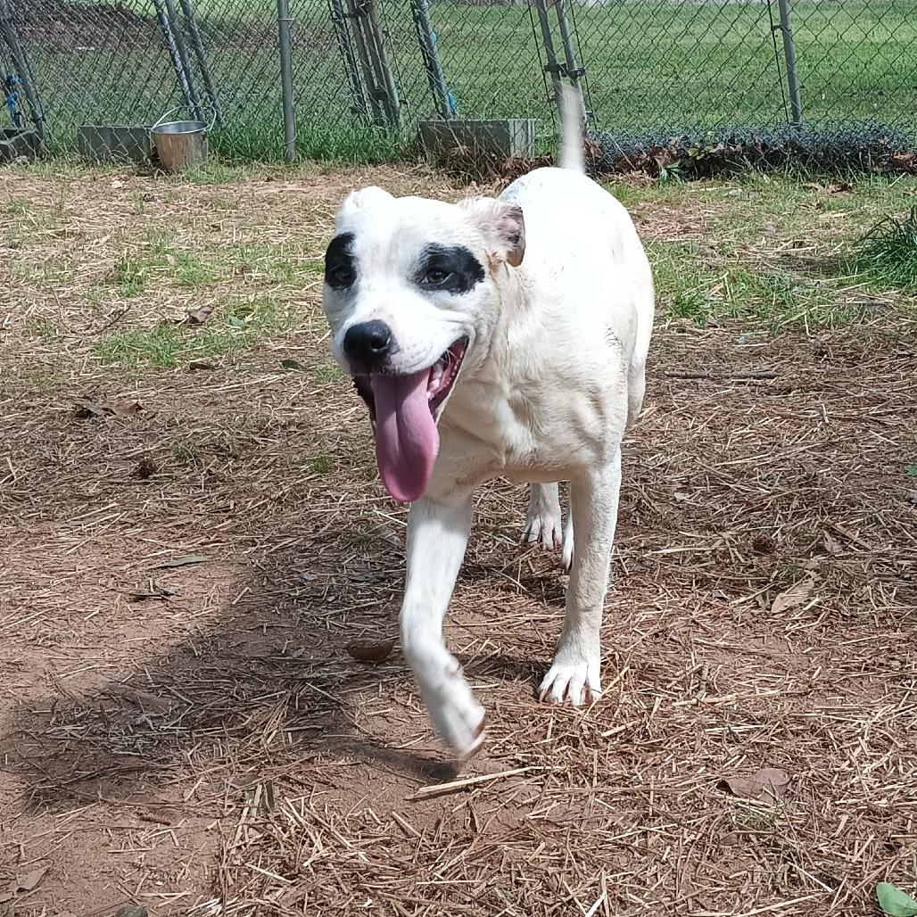LeBonnie, a Adoptable Mixed Breed in Valley, AL image 2/6