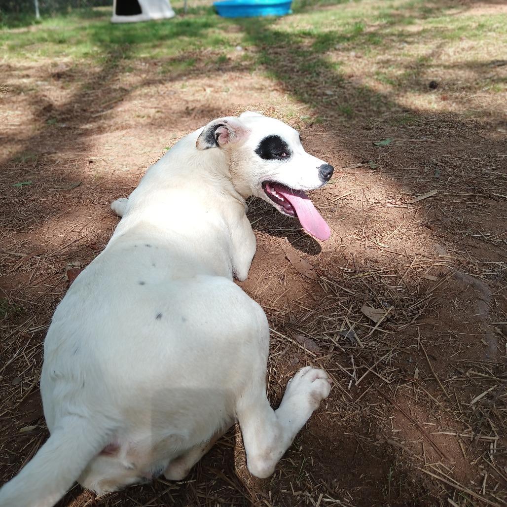 LeBonnie, a Adoptable Mixed Breed in Valley, AL image 4/6