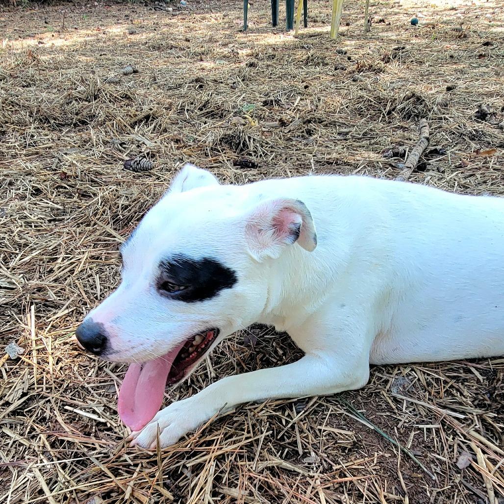 LeBonnie, a Adoptable Mixed Breed in Valley, AL image 6/6