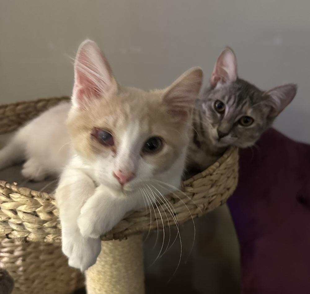 Fluffernutter, Adoptable, Kitten Male Domestic Short Hair.