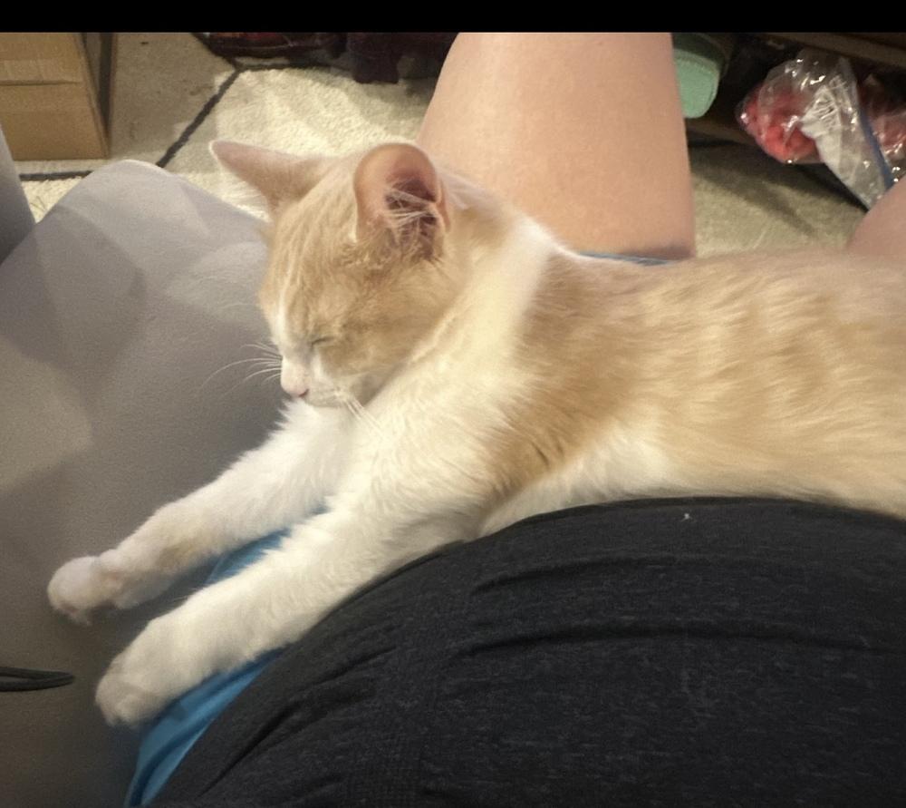 Enlarge Fluffernutter, a Adoptable mixed breed in Richardson, TX image 2/5