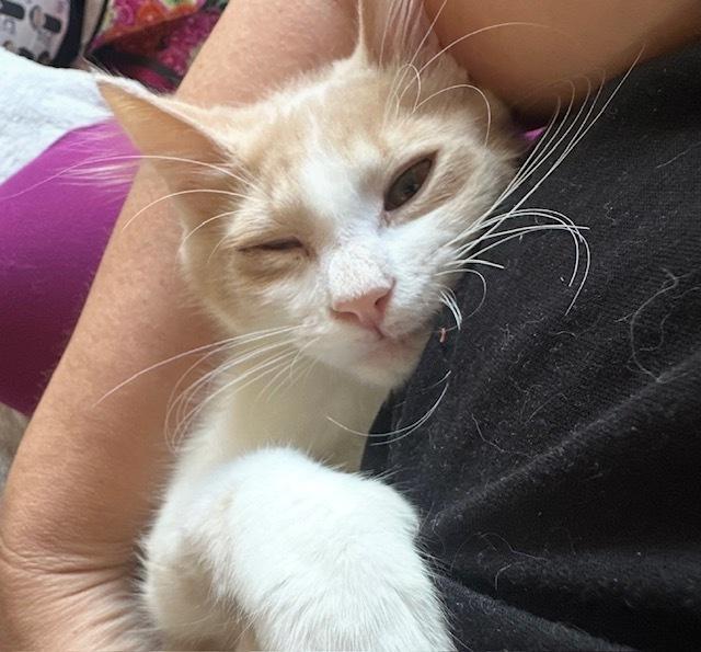 Enlarge Fluffernutter, a Adoptable mixed breed in Richardson, TX image 3/5