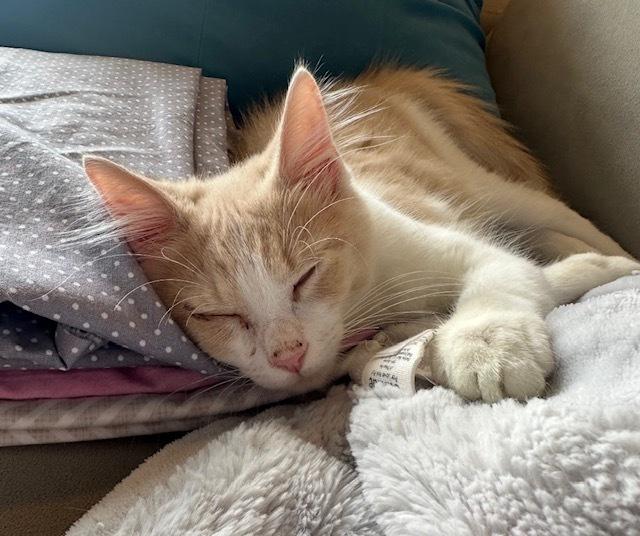 Enlarge Fluffernutter, a Adoptable mixed breed in Richardson, TX image 4/5